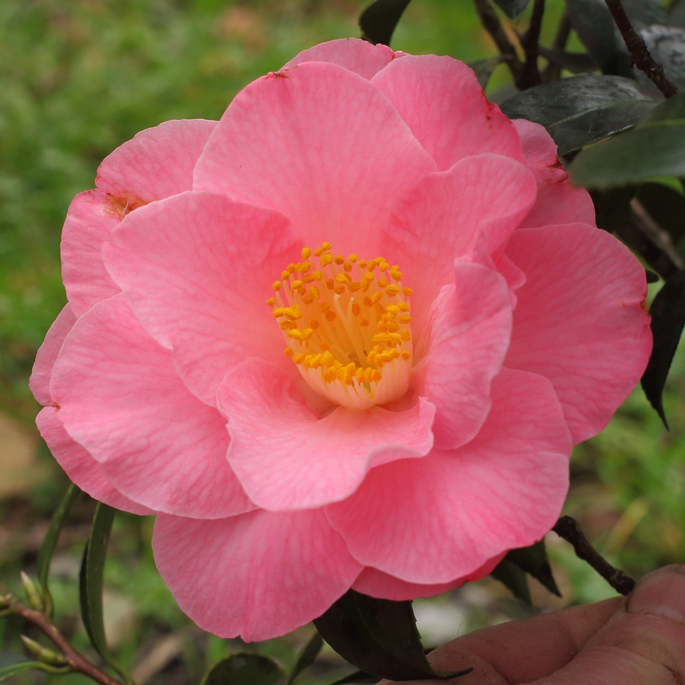 Camellia hybrid 'Bett's Supreme'
