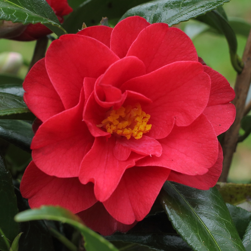 Camellia x williamsii 'Jamie'