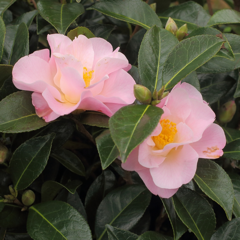 Camellia hybrid 'Nicky Crisp'