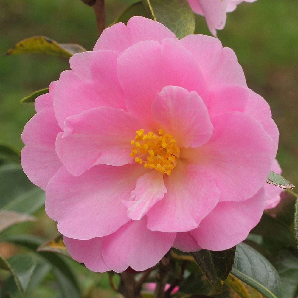 Camellia pitardii 'Snippet'