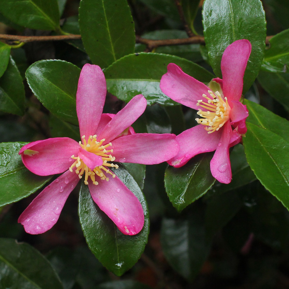 Camellia sasanqua 'Crimson King'