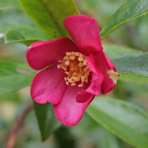 Camellia sasanqua 'Crimson King'