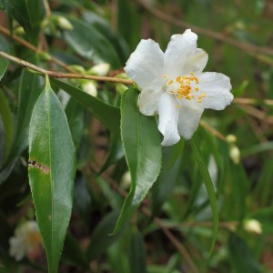 Camellia cuspidata