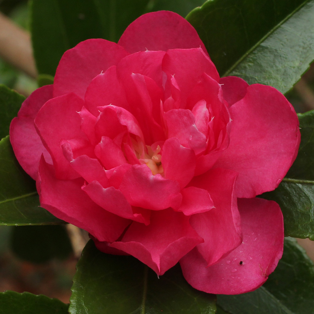 Camellia hiemalis 'Dazzler'