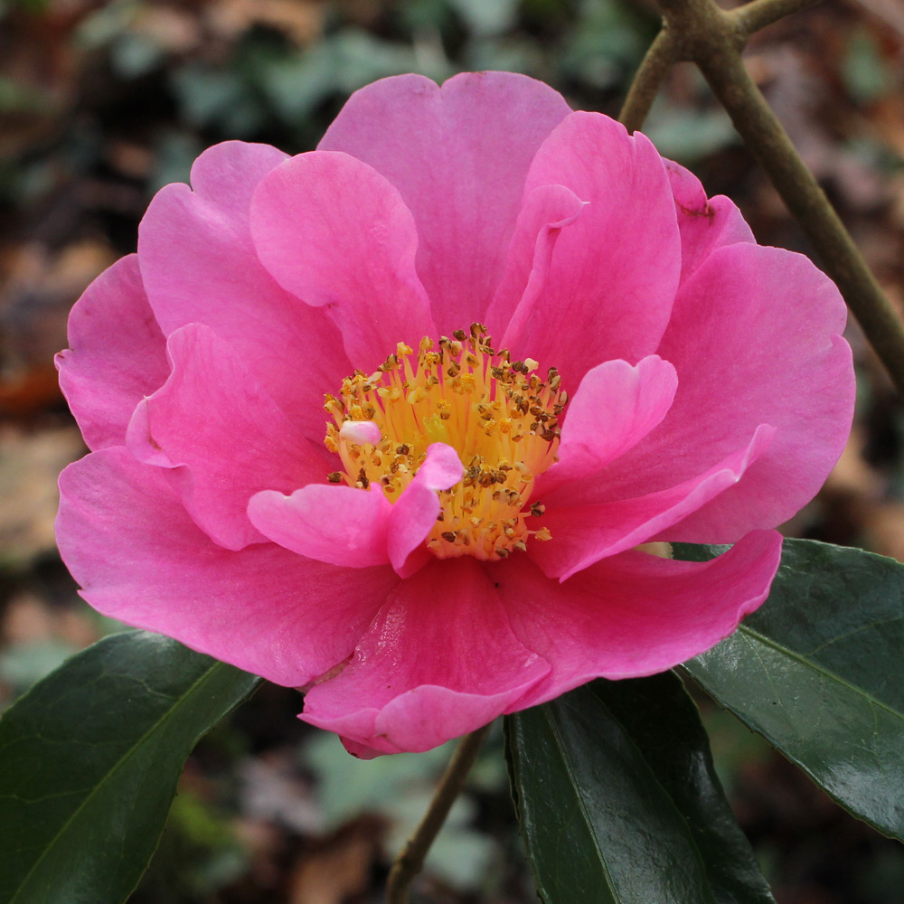 Camellia 'Flower Girl'