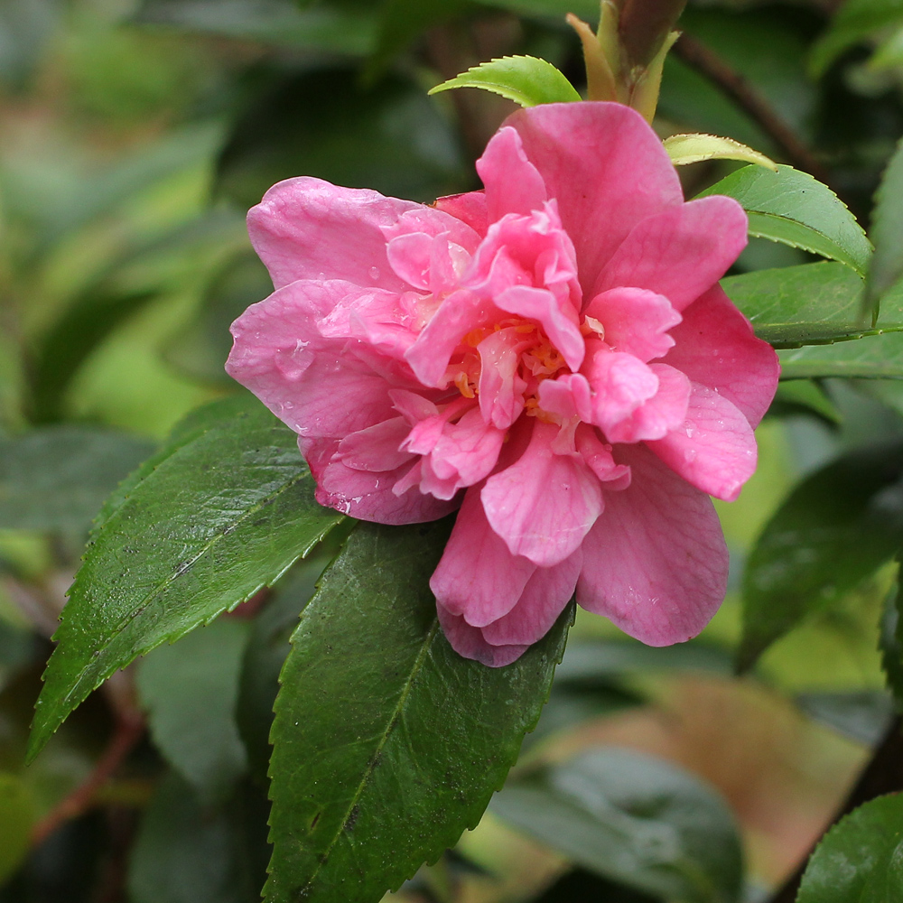 Camellia 'Fragrant Pink'