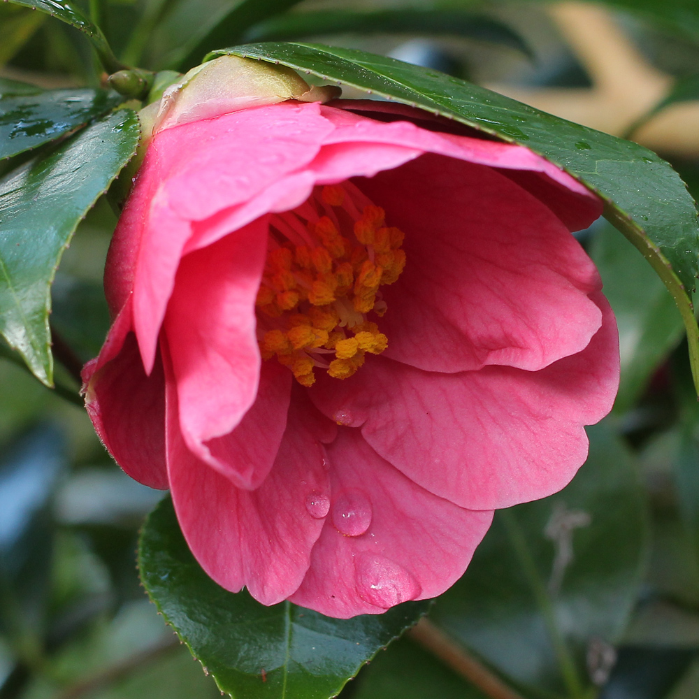 Camellia 'Fuyajo'
