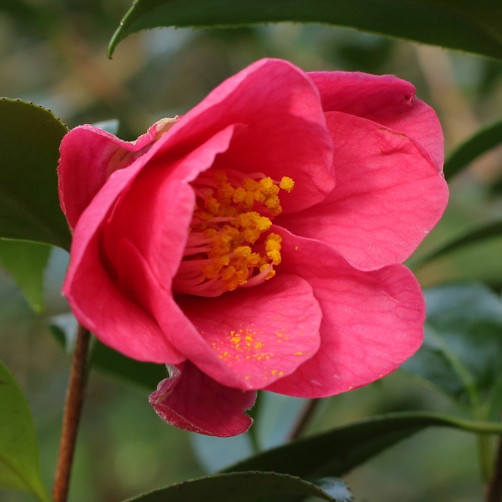 Camellia 'Fuyajo'