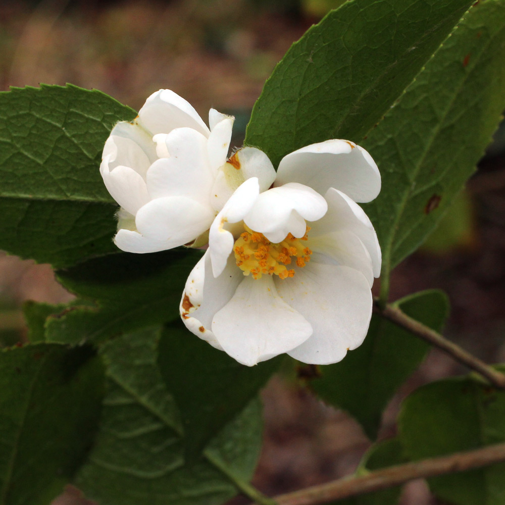 Camellia grijsii