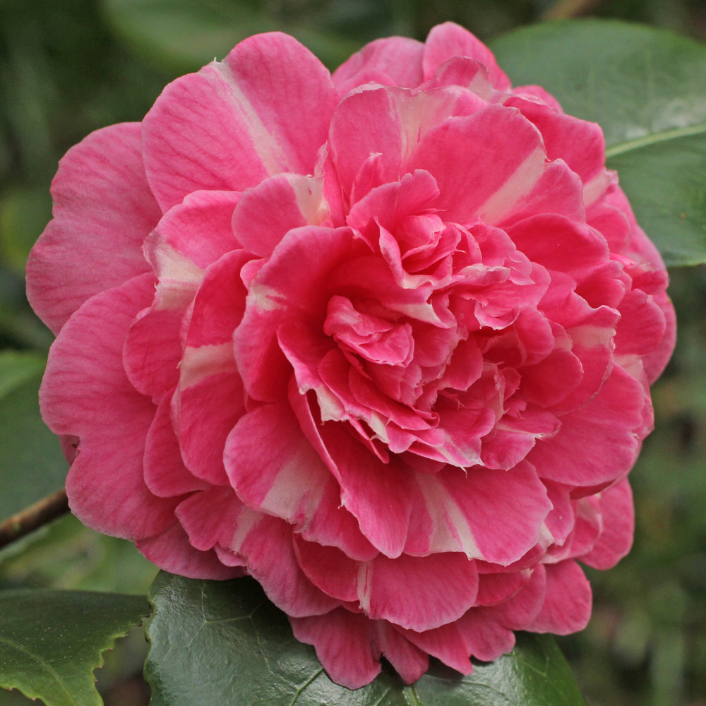 Camellia japonica 'Hikarugenji'