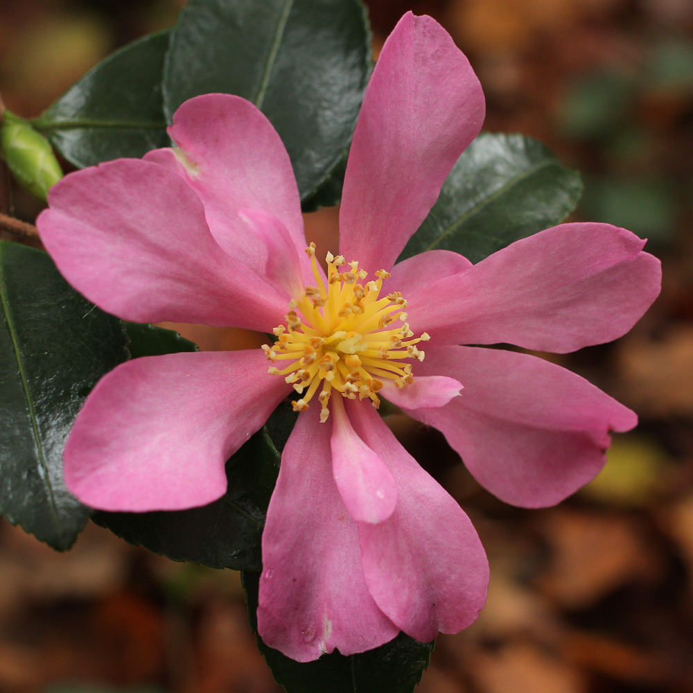 Camellia sasanqua 'Hugh Evans'