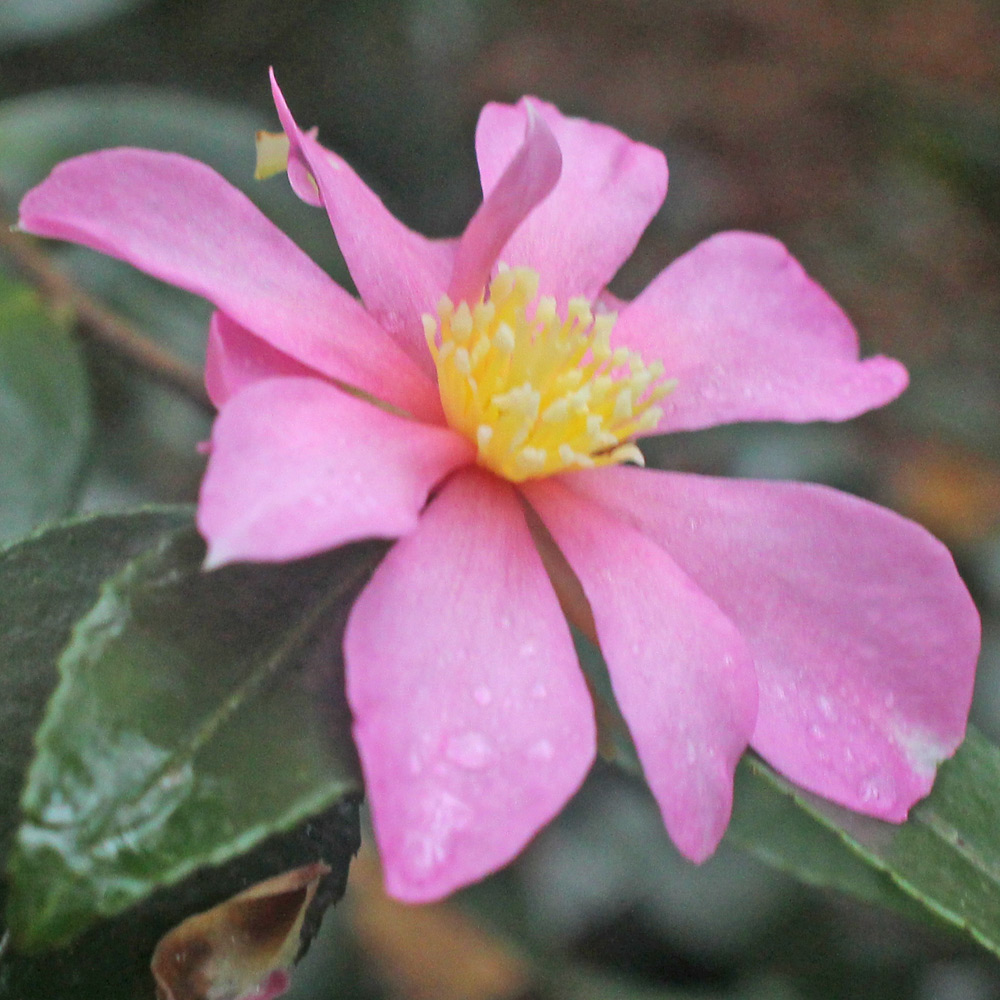 Camellia sasanqua 'Hugh Evans'