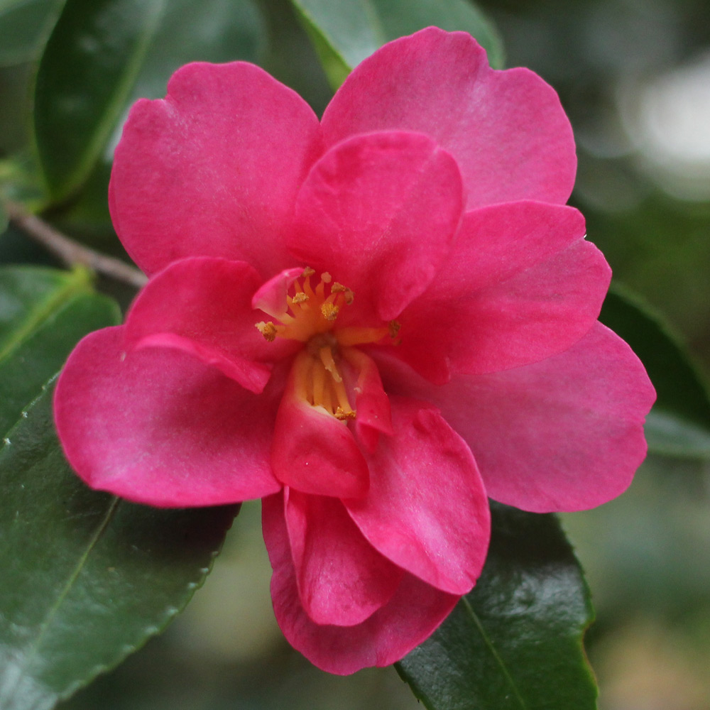 Camellia hiemalis 'Kanjiro'