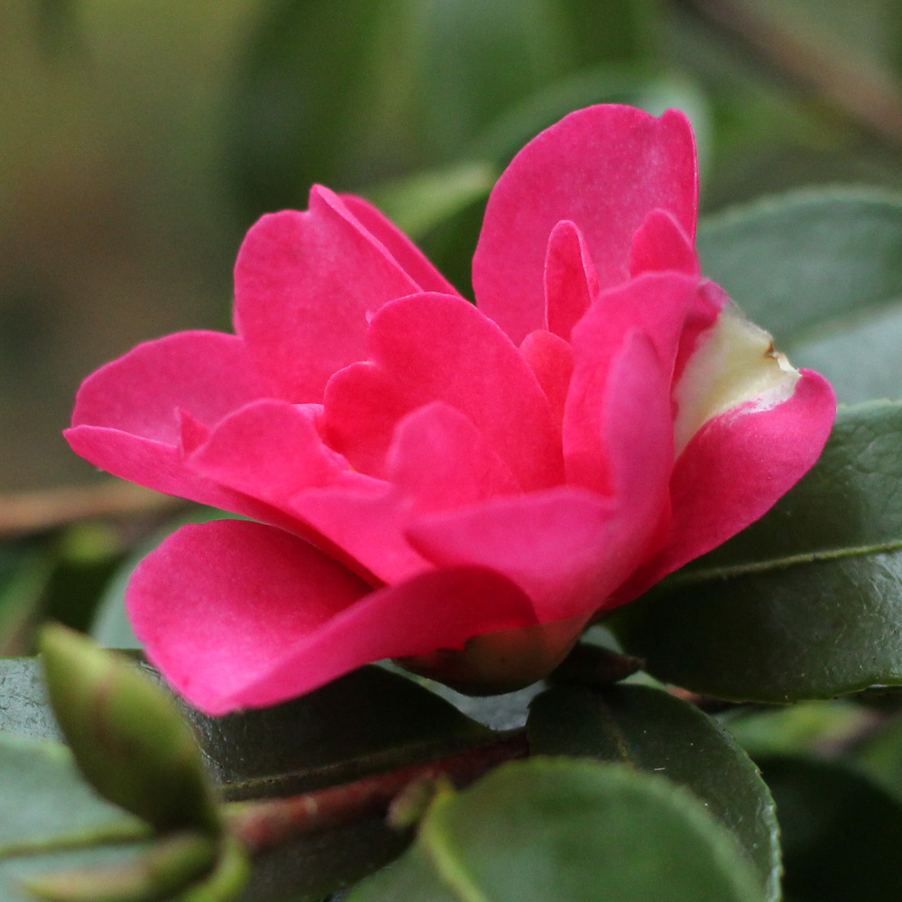 Camellia hiemalis 'Kanjiro'