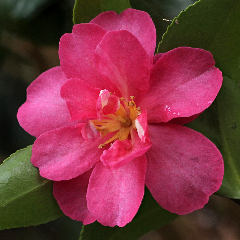 Camellia hiemalis 'Kanjiro'