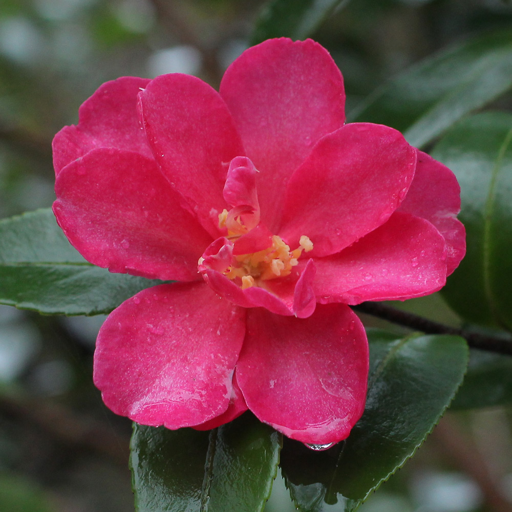 Camellia hiemalis 'Kanjiro'
