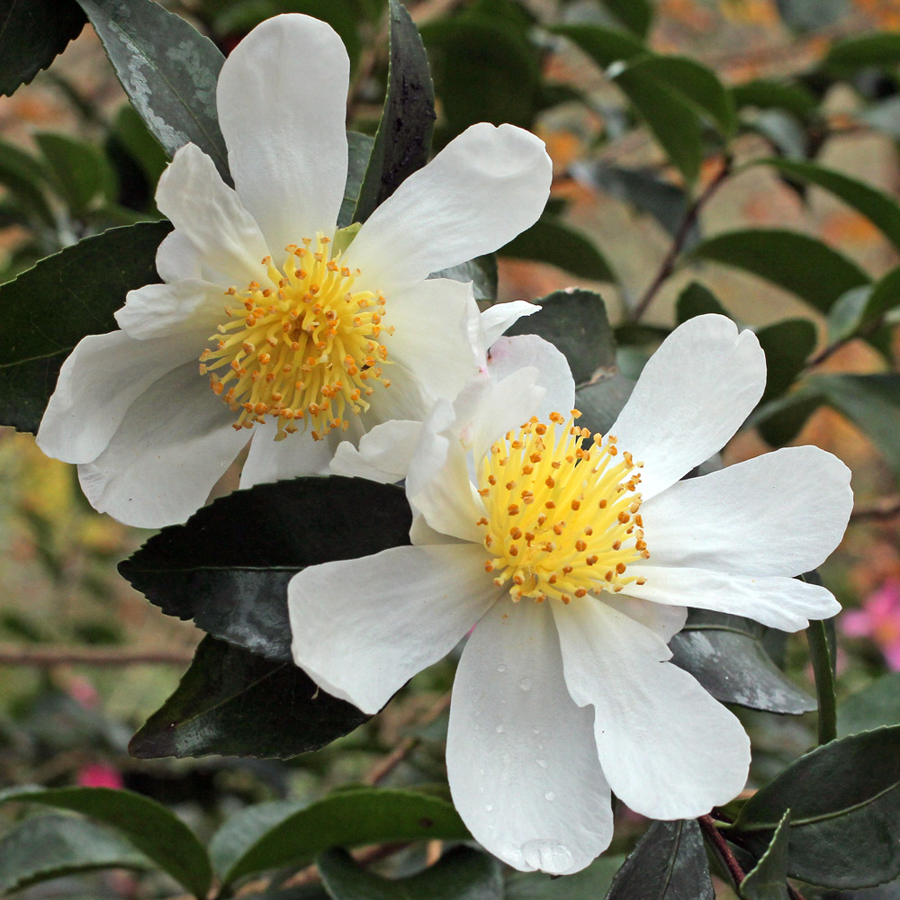 Camellia sasanqua 'Narumigata'