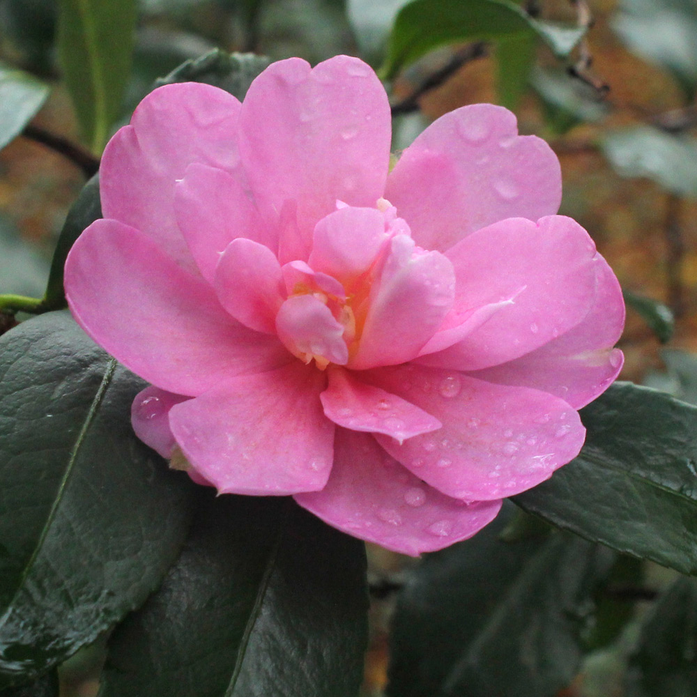 Camellia sasanqua 'Paradise Hilda'