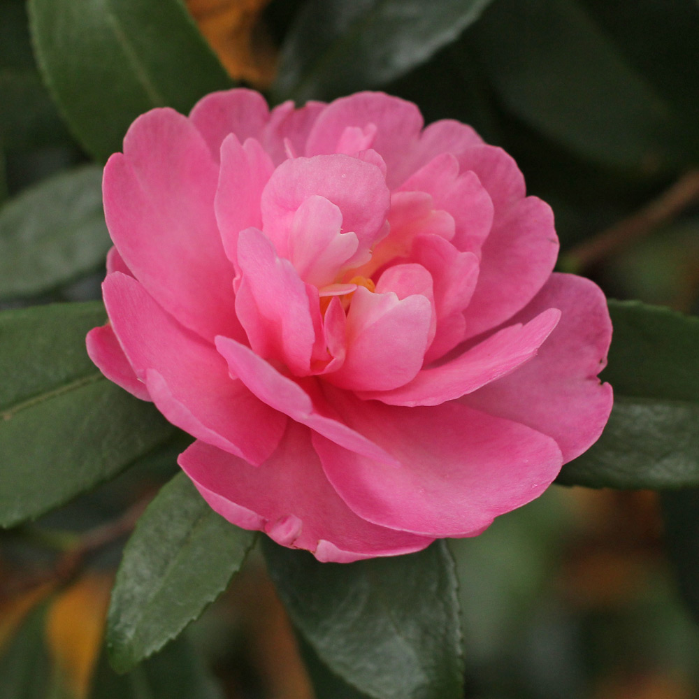 Camellia sasanqua 'Paradise Hilda'