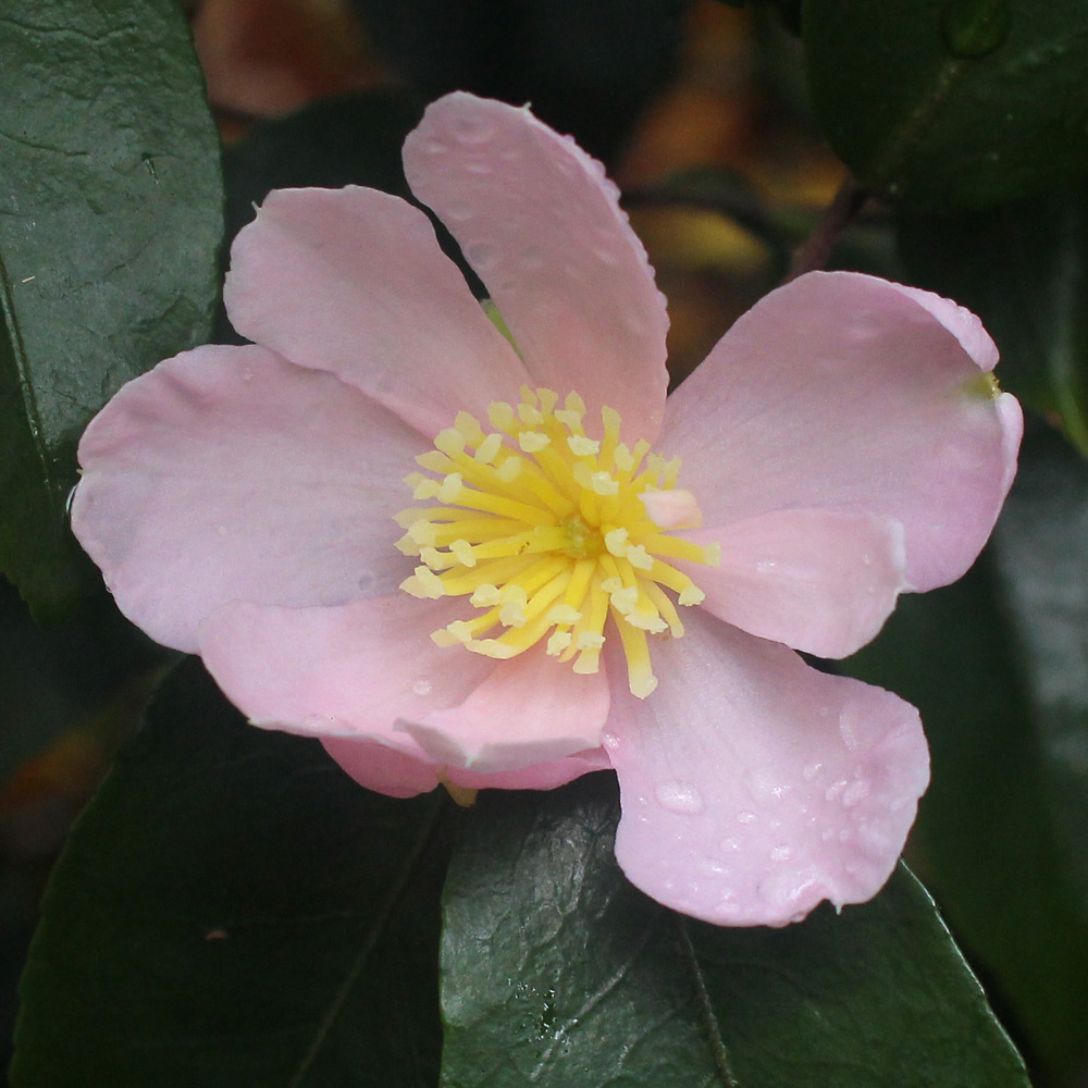 Camellia sasanqua 'Plantation Pink'