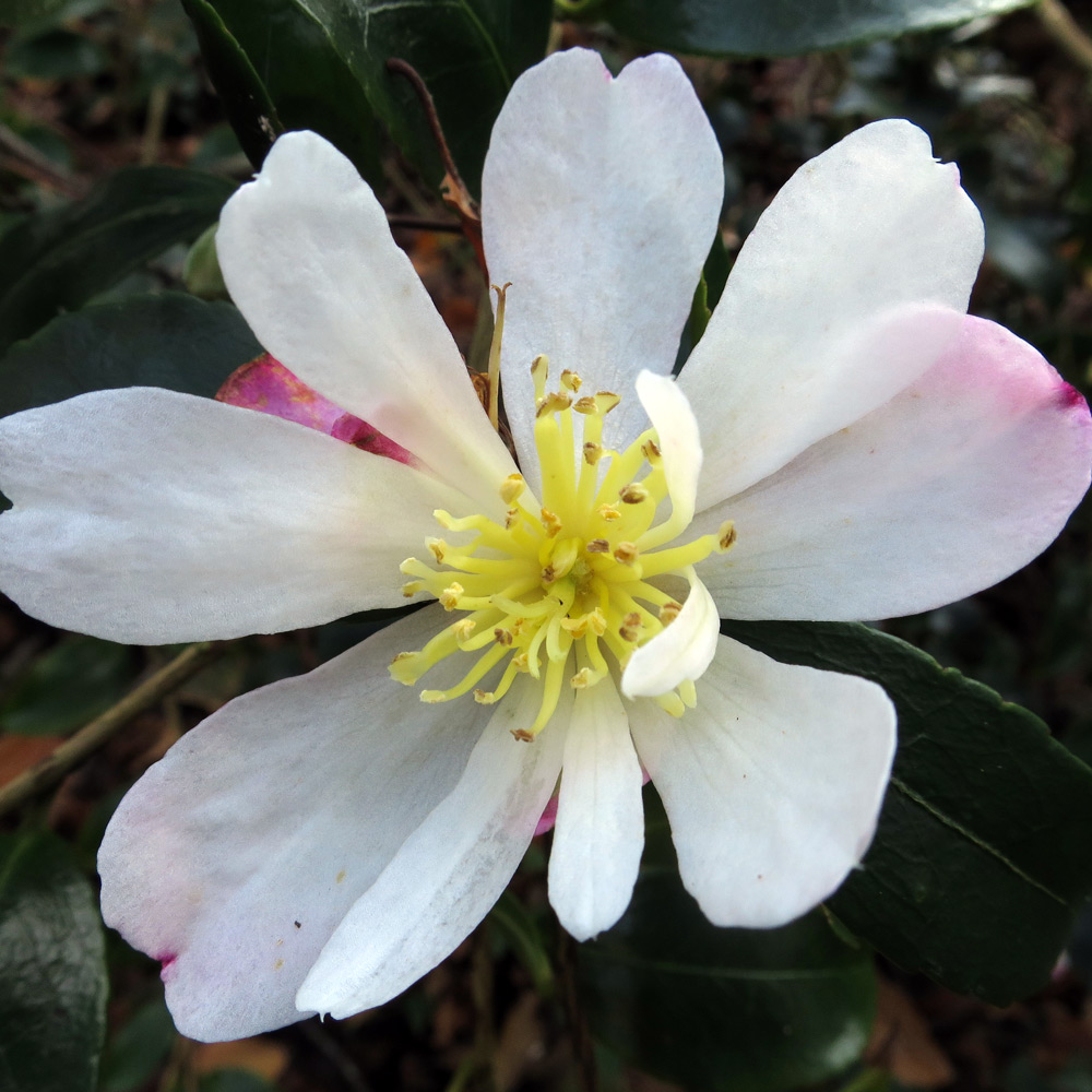 Camellia sasanqua 'Rainbow'