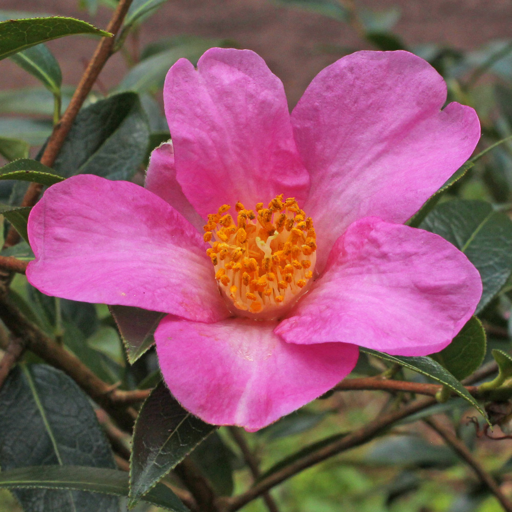 Camellia saluenensis