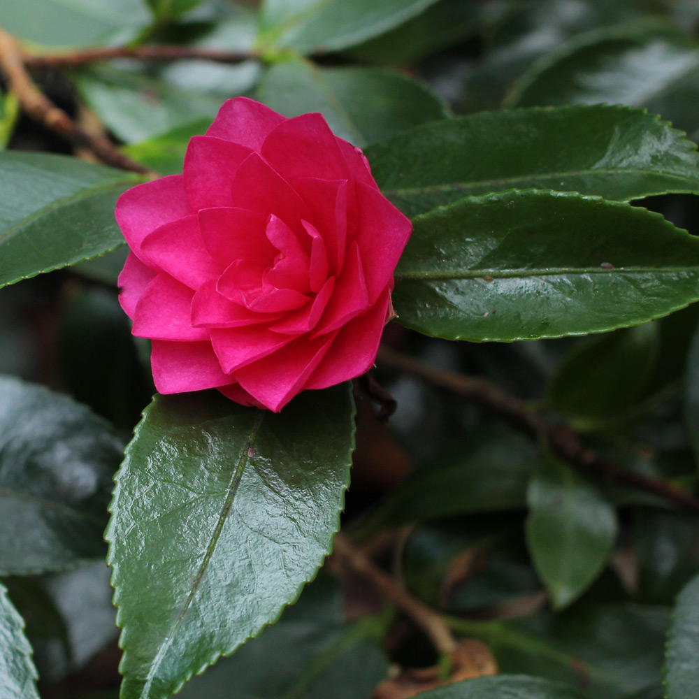 Camellia hiemalis 'Shishigashira'