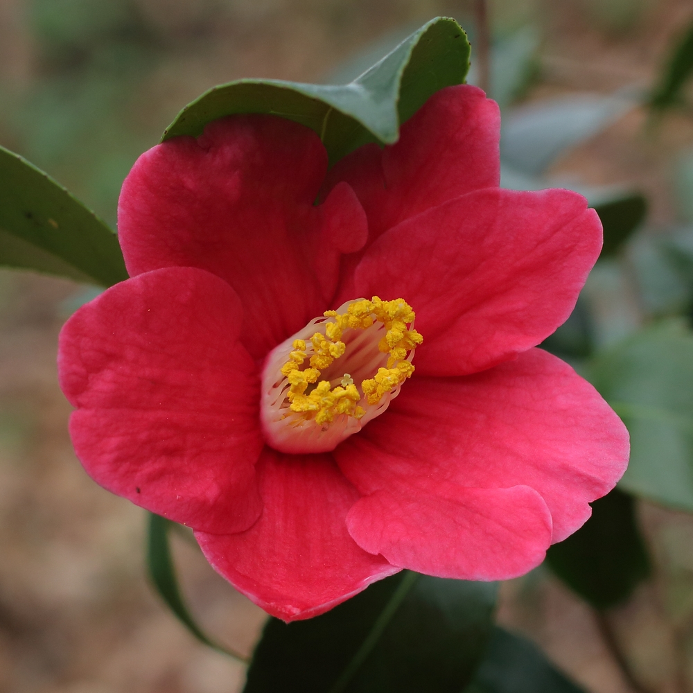 Camellia japonica 'Tama-no-ura'