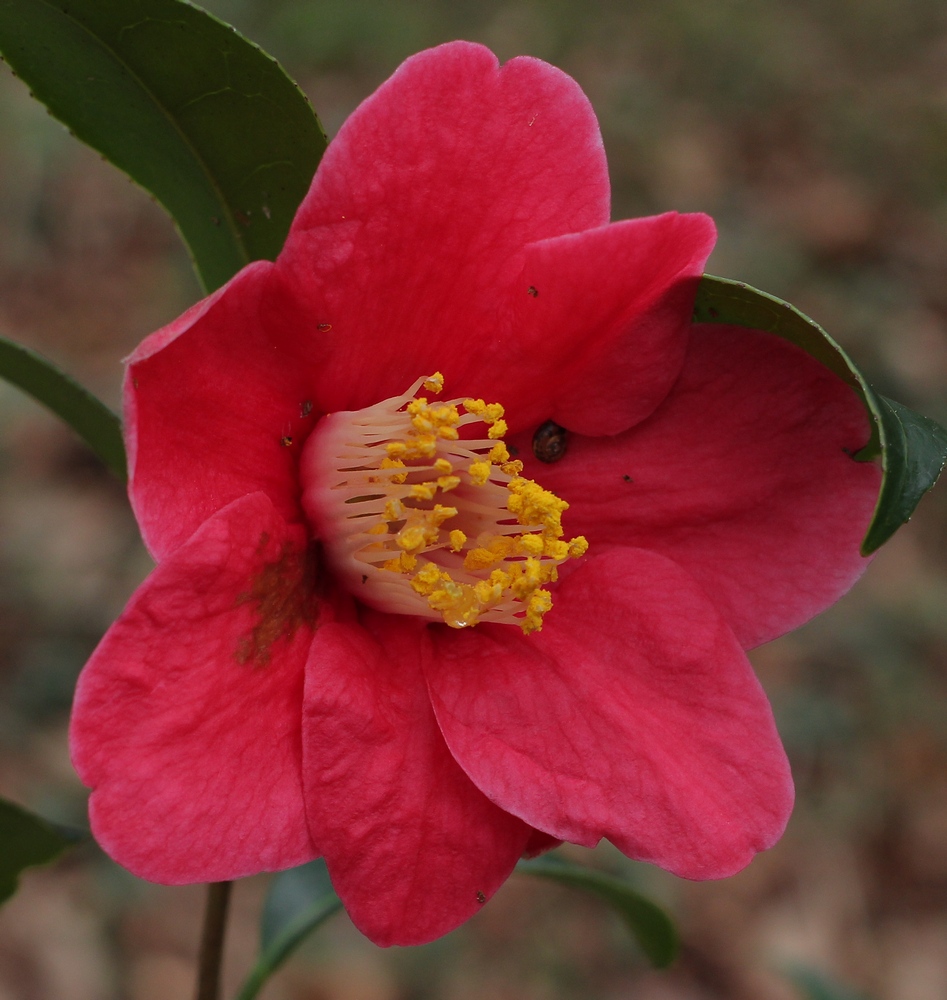Camellia japonica 'Tama-no-ura'