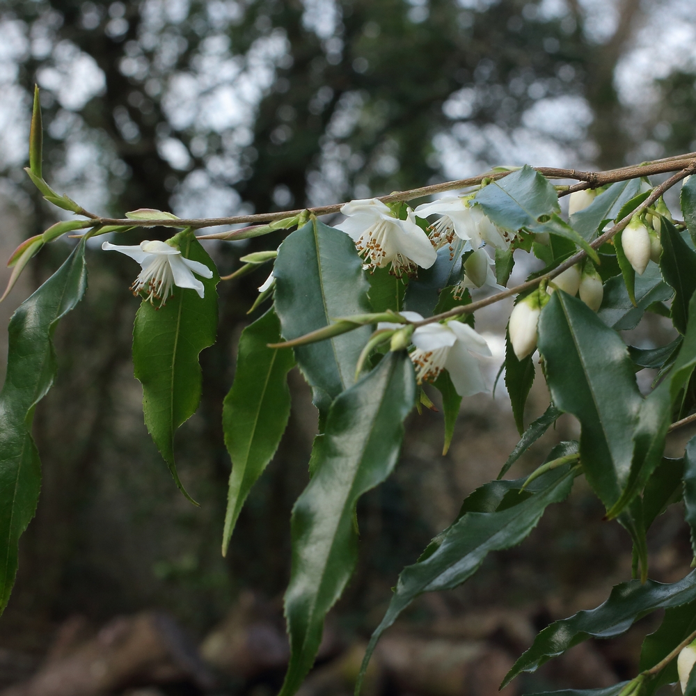 Camellia tsaii