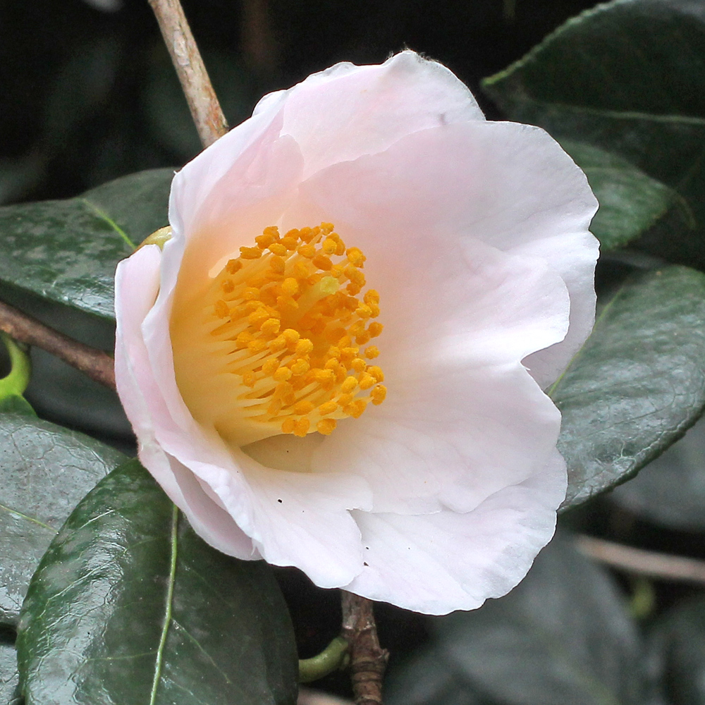 Camellia x williamsii 'Apple Blossom'