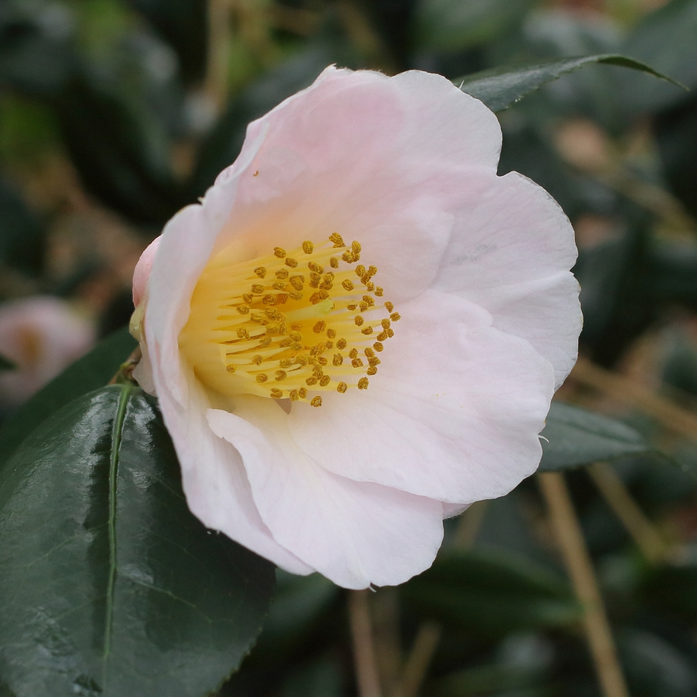 Camellia x williamsii 'Burncoose Apple Blossom'