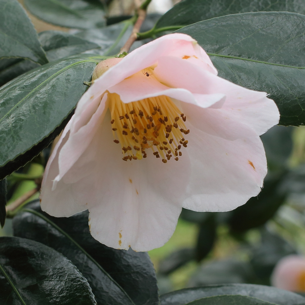 Camellia x williamsii 'Burncoose Apple Blossom'