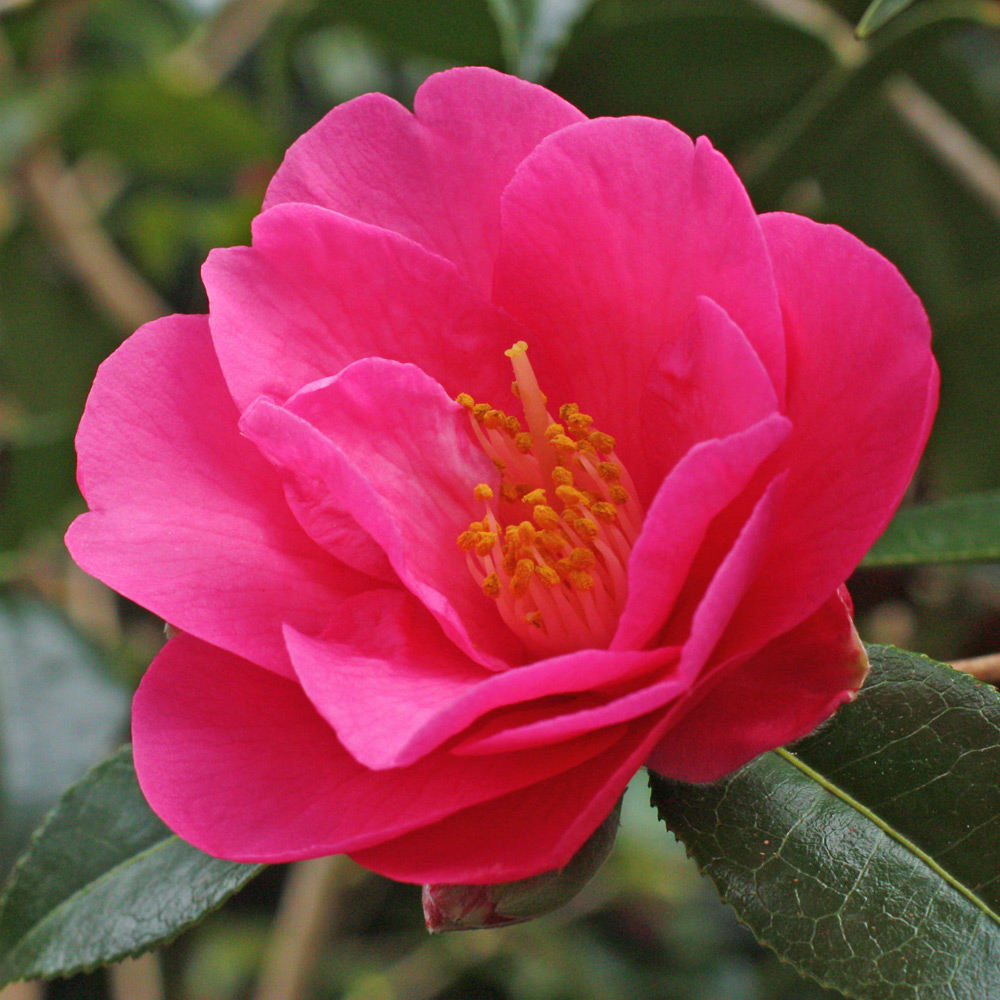 Camellia x williamsii 'Duchess of York'