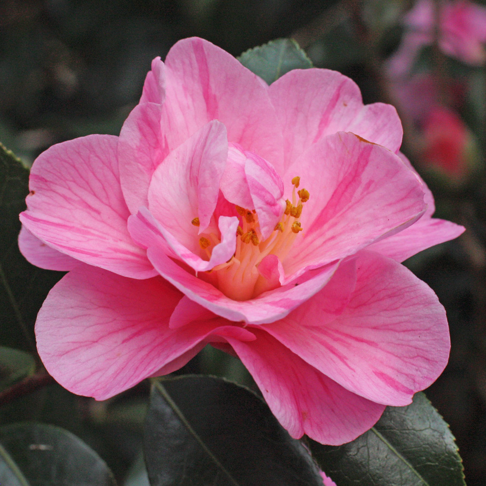 Camellia x williamsii 'Monica Dance'