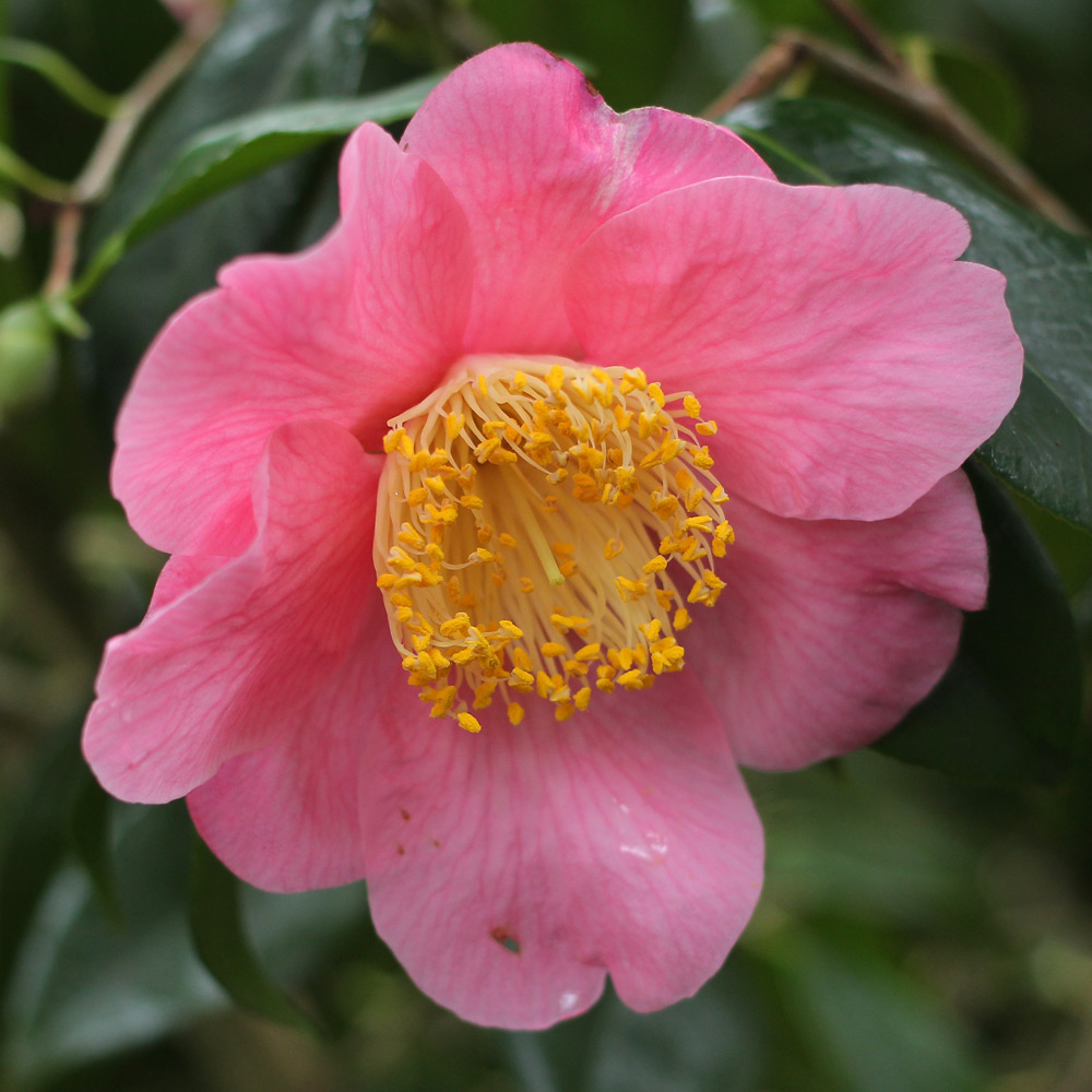 Camellia x williamsii 'New Venture'