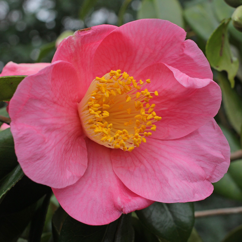 Camellia x williamsii 'New Venture'