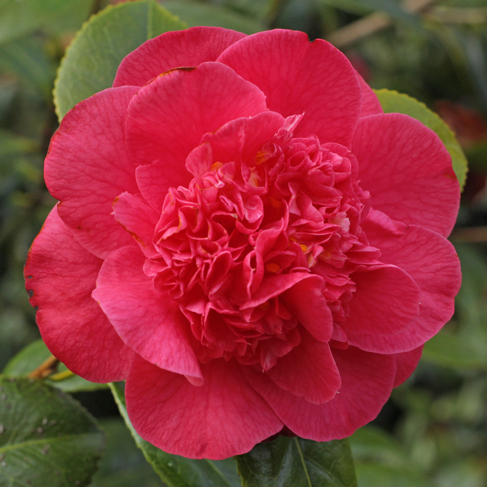 Camellia japonica 'Red Fellow'