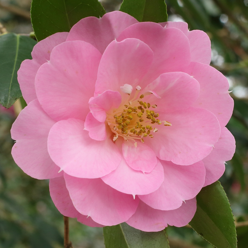 Camellia x williamsii 'The Duchess of Cornwall'
