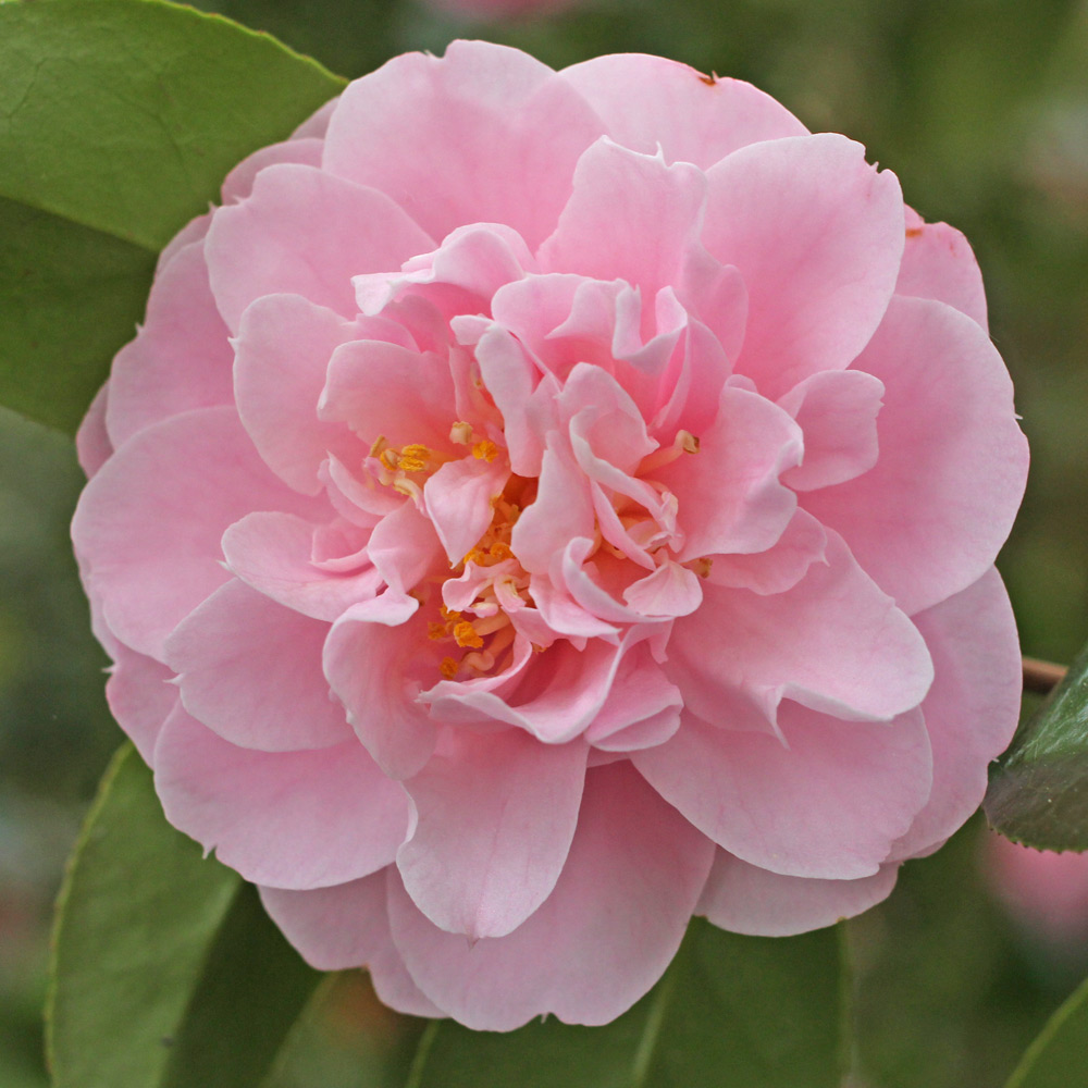 Camellia x williamsii 'Tregrehan'