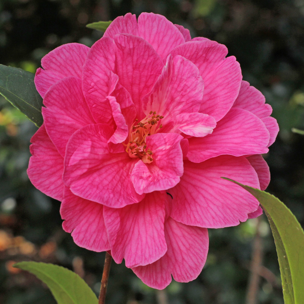 Camellia x williamsii 'Celebration'