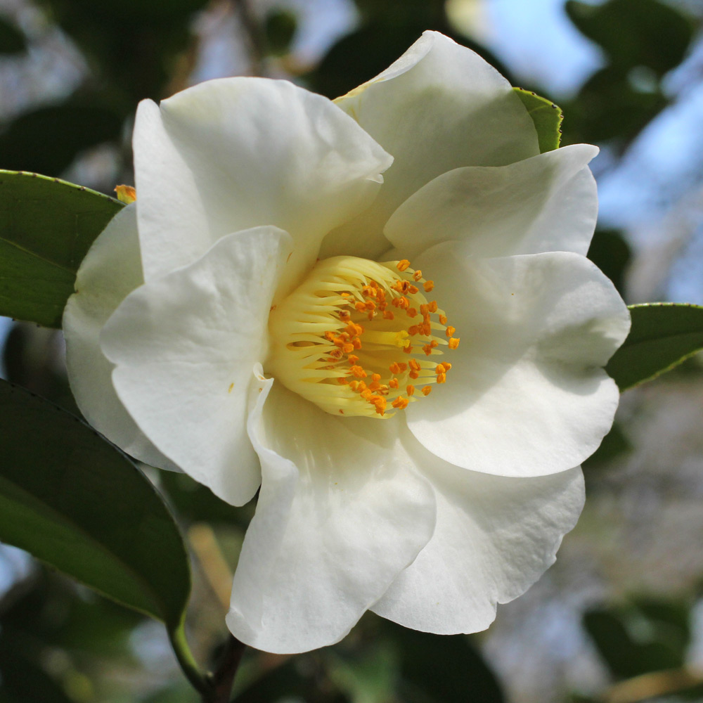 Camellia japonica 'Charlotte de Rothschild'
