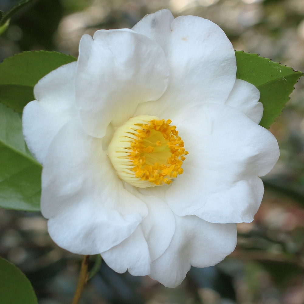 Camellia japonica 'Charlotte de Rothschild'