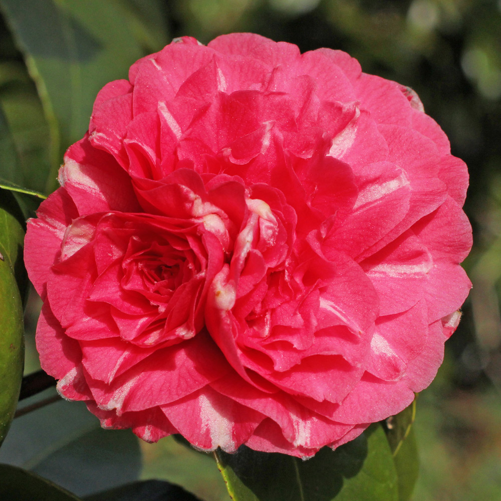 Camellia japonica 'Double Rose'