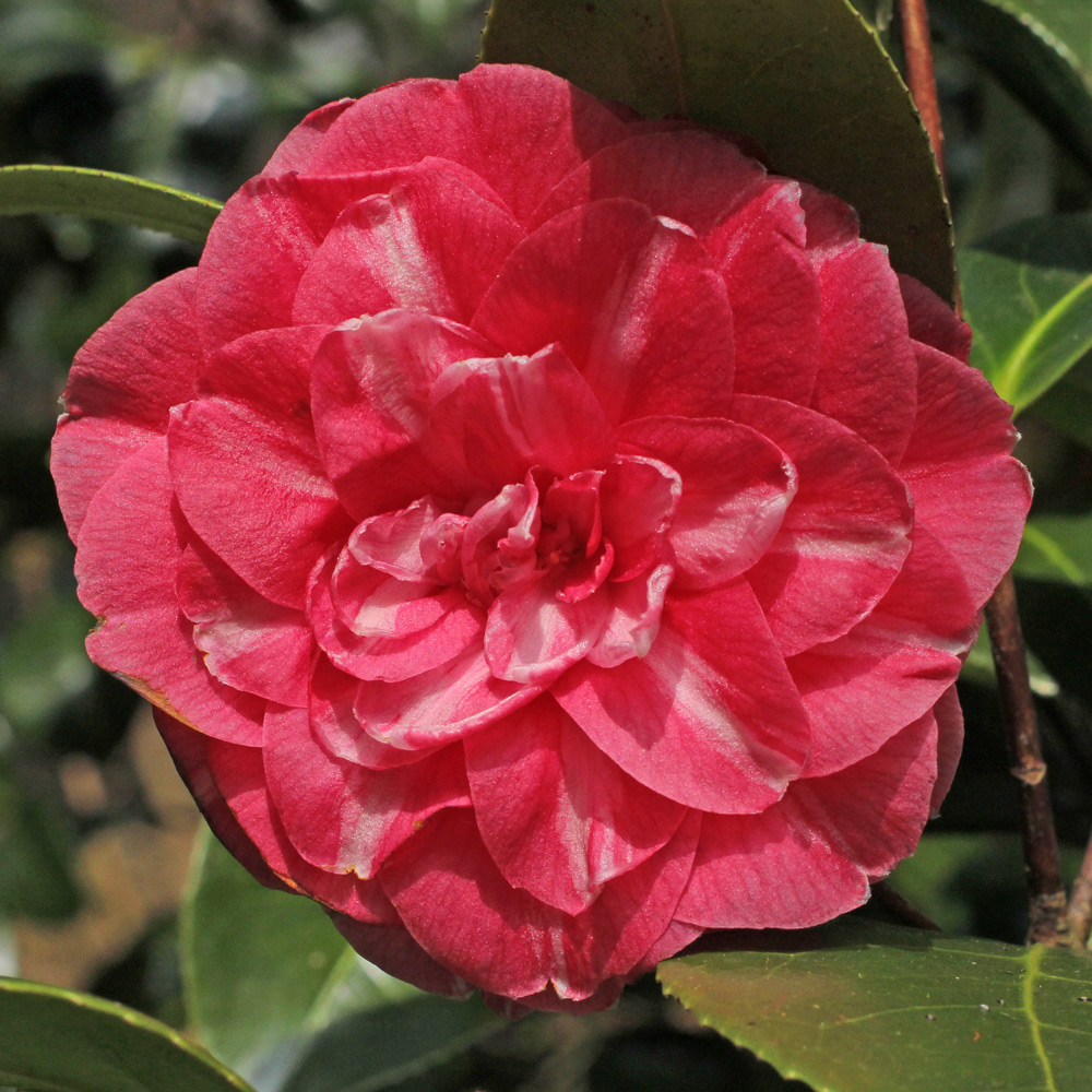 Camellia japonica 'Double Rose'