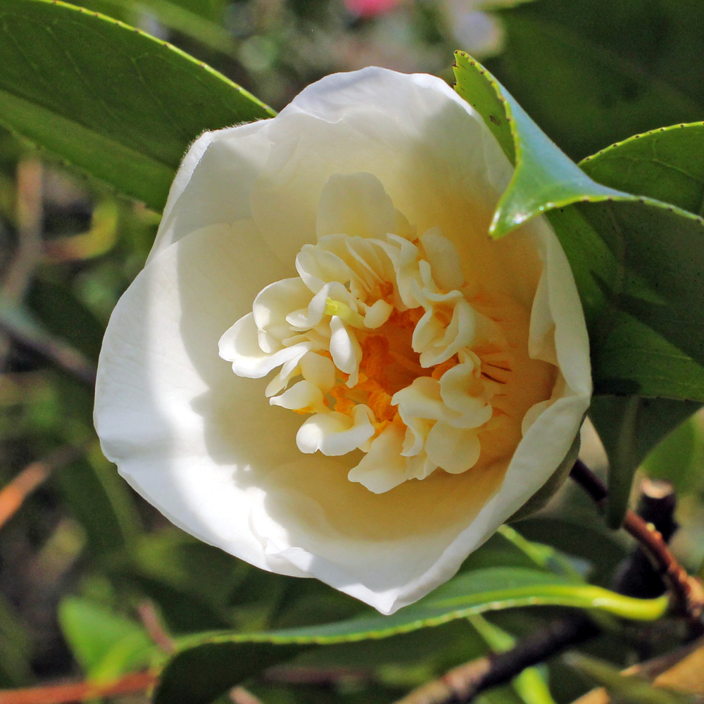 Camellia japonica 'Duckyl's Belle'
