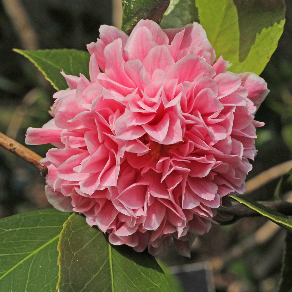 Camellia japonica 'Elizabeth Rose Open'