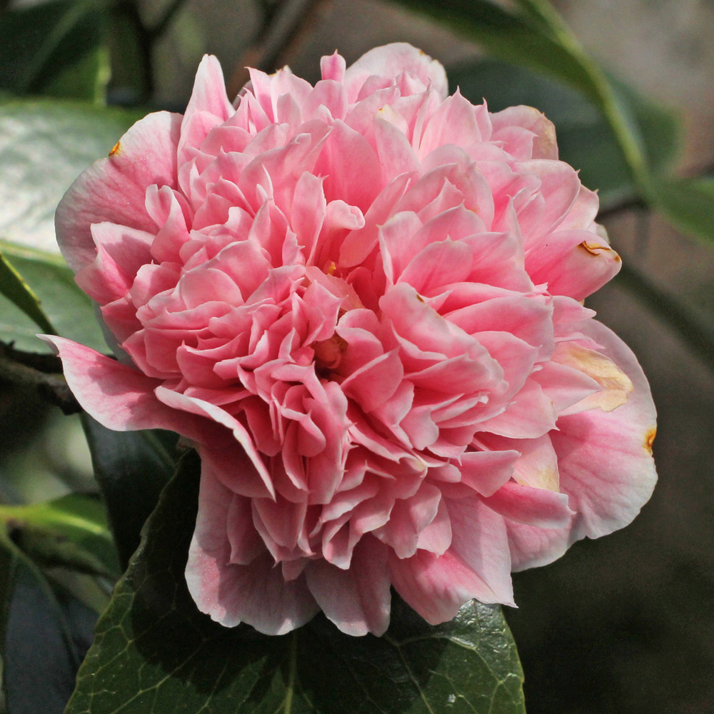 Camellia japonica 'Elizabeth Rose Open'