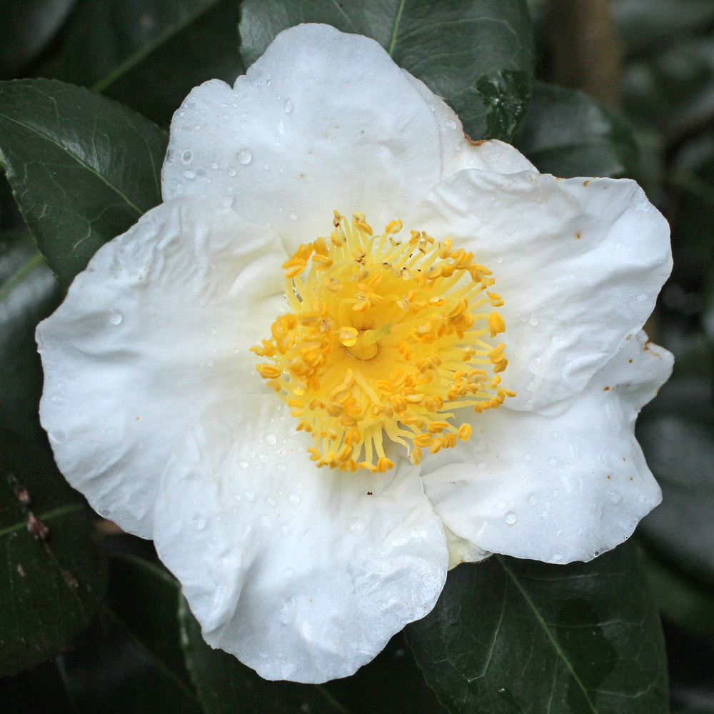 Camellia japonica Eric Baker'