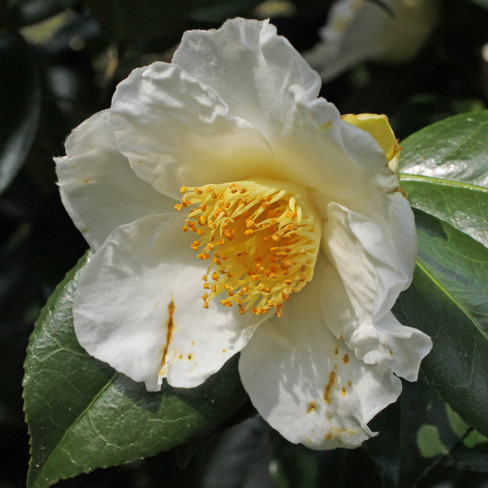 Camellia japonica Eric Baker'